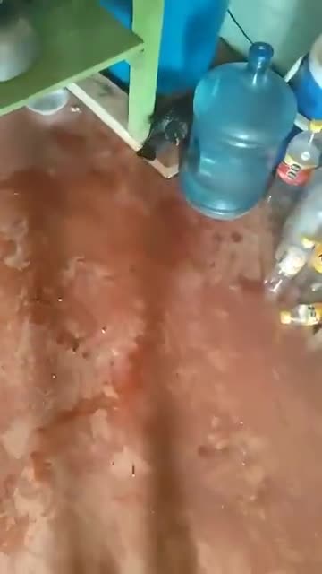 Pigeon builing a nest for mommy cat and her kittens..