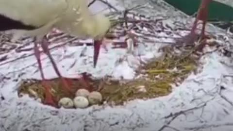 ❄️🦩 Ukraine Russia War | April Snow Surprise Shocks Ukrainians and Returning Storks | RCF