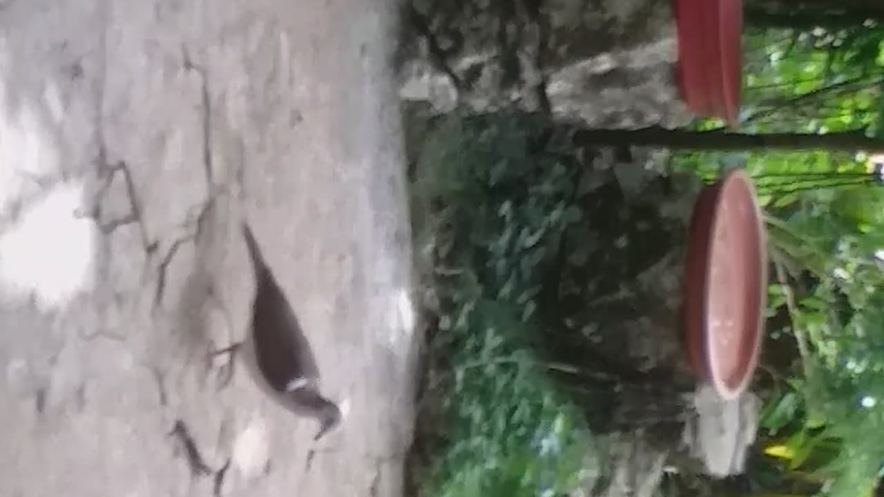 Jamaican Turtle Dove