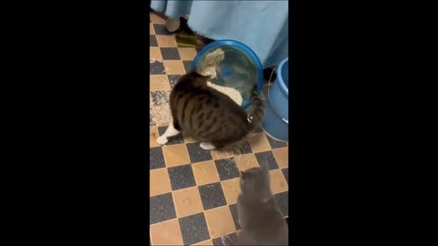 Funniest Animals