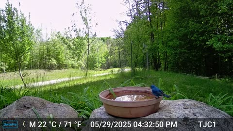 Indigo Bunting