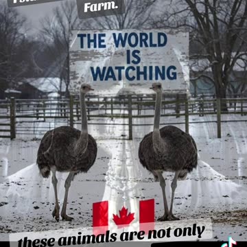 I stand with Universal Ostrich Farm. THE WORLD IS WATCHING