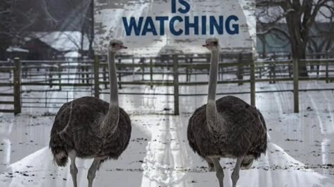 I stand with Universal Ostrich Farm. THE WORLD IS WATCHING