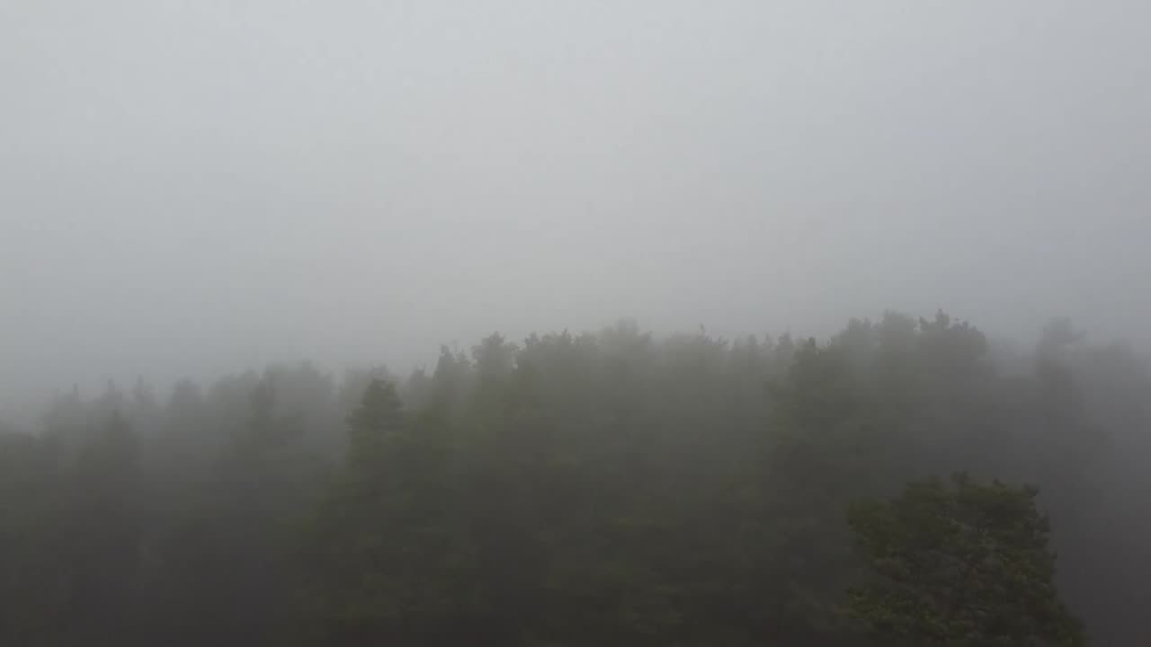 Heide im Nebel