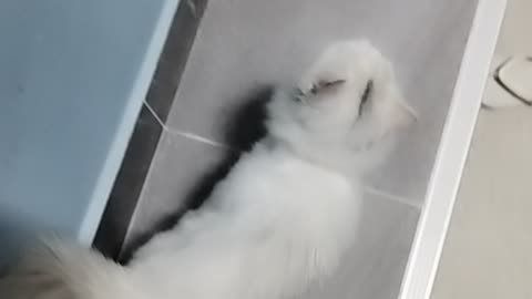 Cat animal funny
