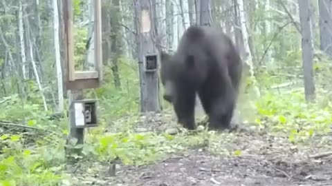 😂🐻 Bear's Hilarious First Mirror Reaction! | FunFM