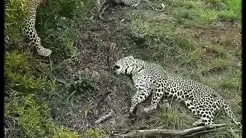What brought the leopard down🤔 ❓#wildanimals #animals #foryou