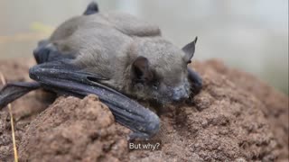 Hollyweird and its Devotion to Bats