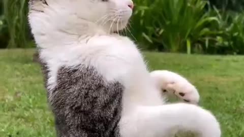 Silly Cats