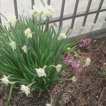 Hyacinth and daffodils.