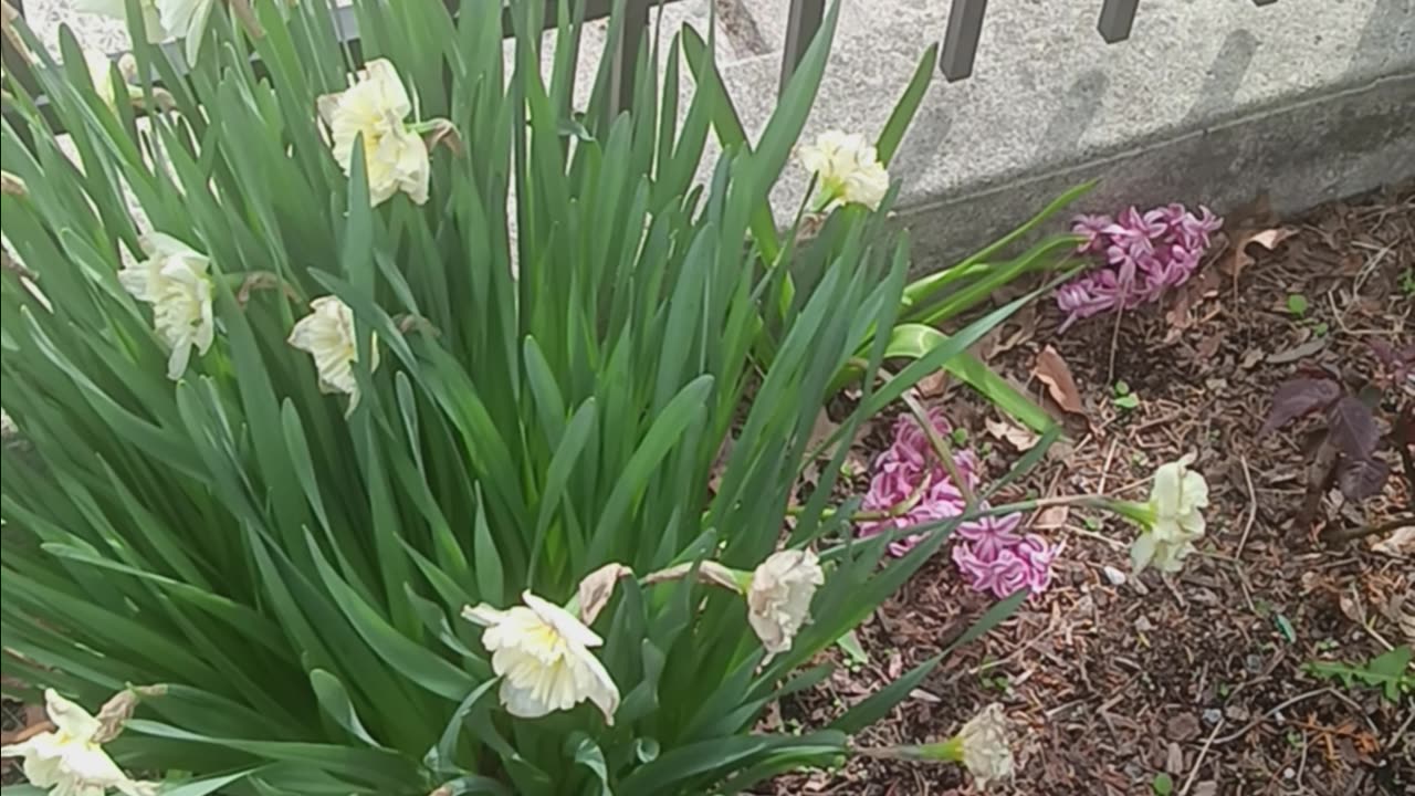 Hyacinth and daffodils.