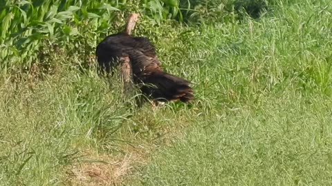 That's a Big Turkey #wildturkey