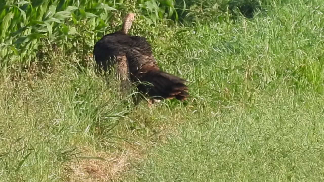 That's a Big Turkey #wildturkey