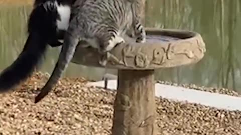 Cat and Dog