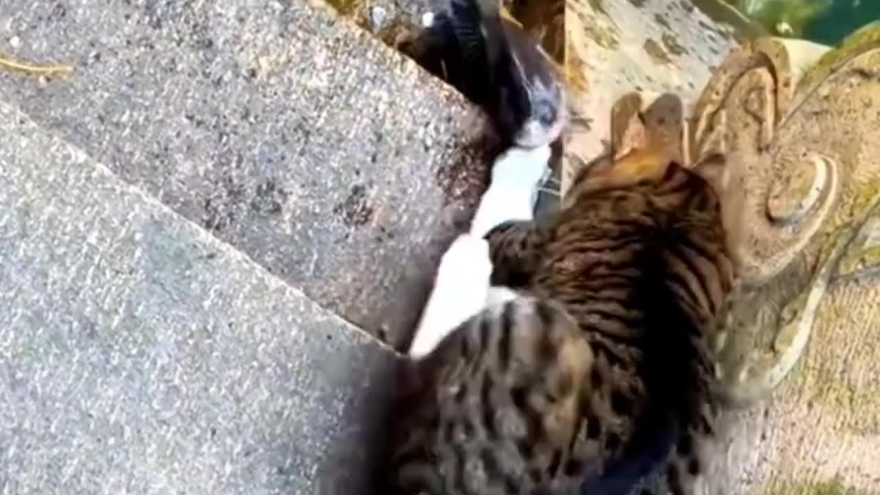 Cat Catching Fish