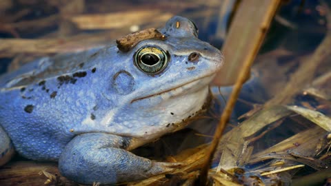 Frog Sounds for Deep Sleep | 1 Hour of Calming Frogs Croaking at Night | Dark Screen for Relaxation