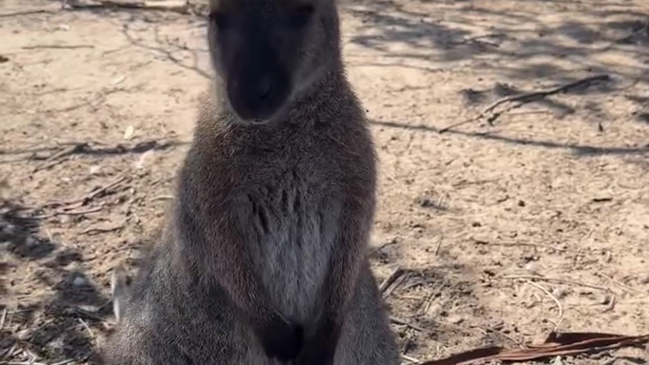 Kangaroo diaries only in Australia 🇦🇺