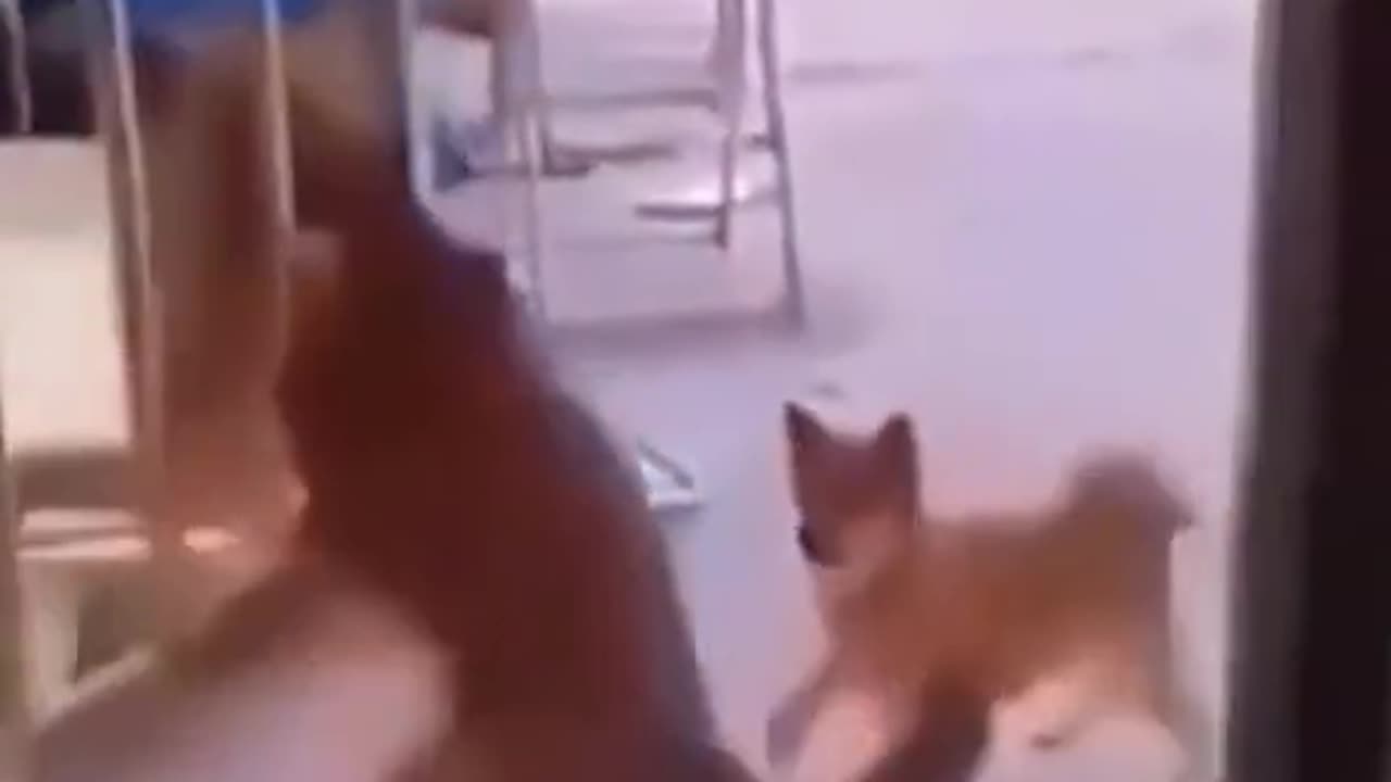 Funny Pets #20