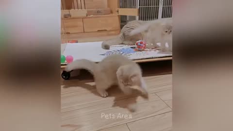 Funny animals