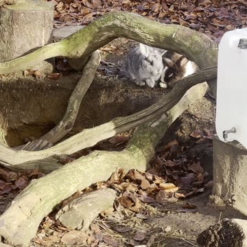 Sleeping Bunny Wiggles Ears