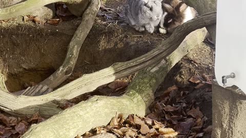 Sleeping Bunny Wiggles Ears