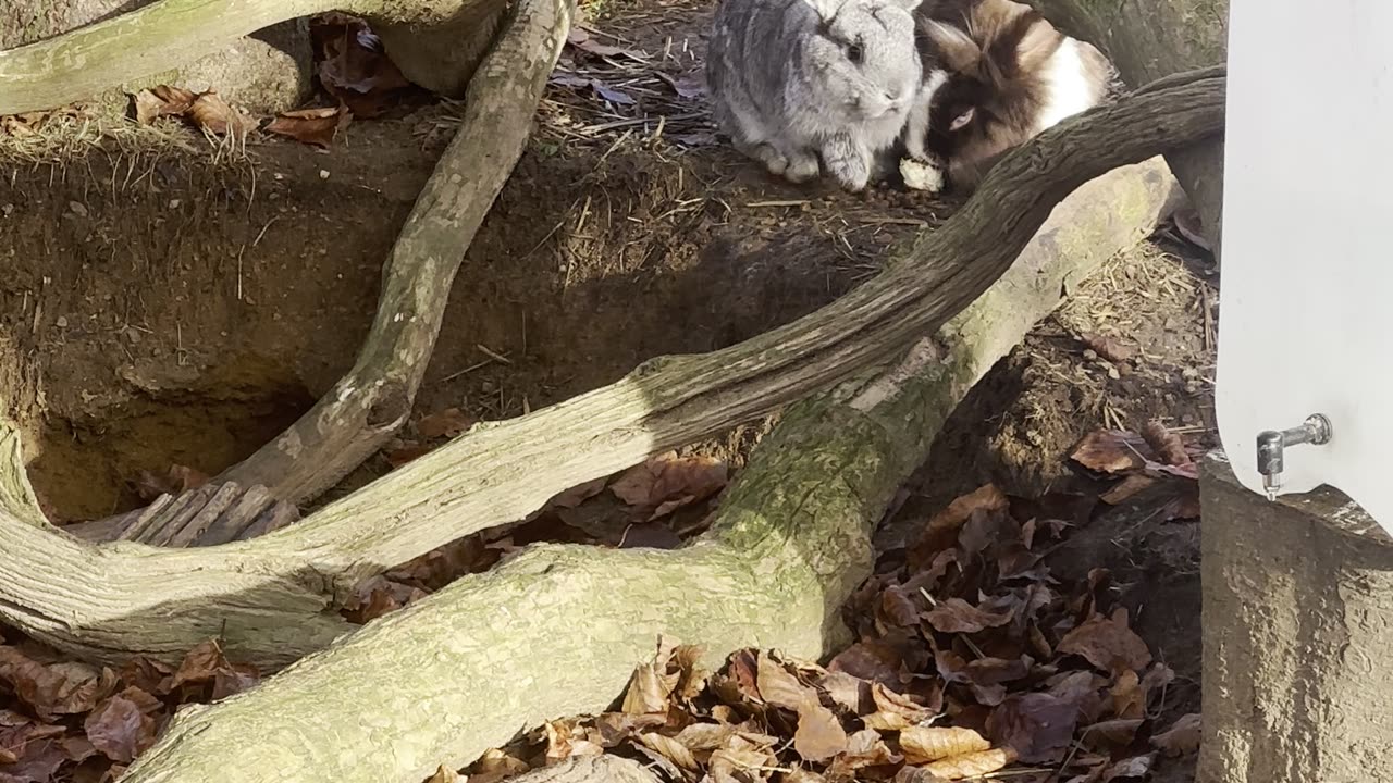 Sleeping Bunny Wiggles Ears