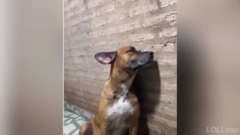 2025’s Funniest Videos That Break Everyone 😂