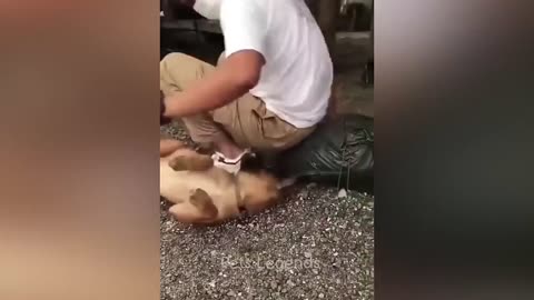 Hilarious Cat and Dog Moments – Who’s the Real Boss? 😂🐾