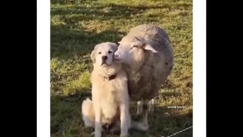 animal comedy