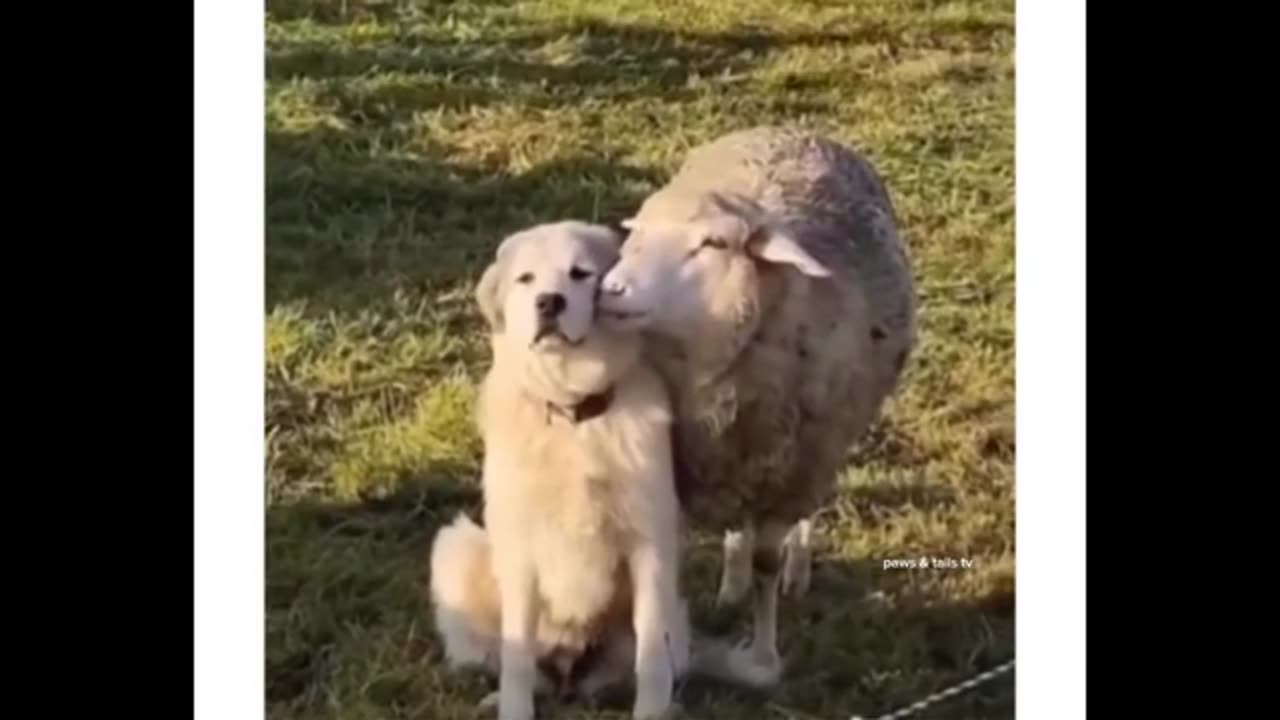 animal comedy