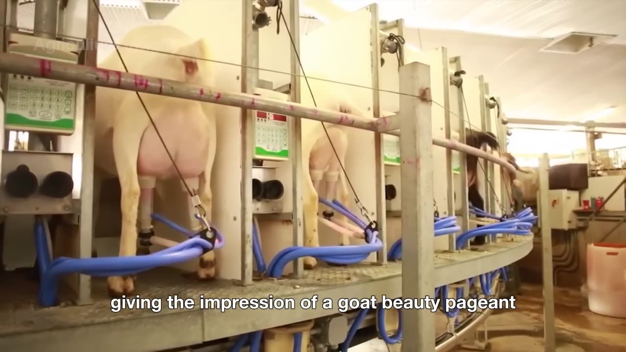 728 MILLION Pounds of Mustard 🌿 Are Produced by American Farmers | Modern Agriculture Technology!