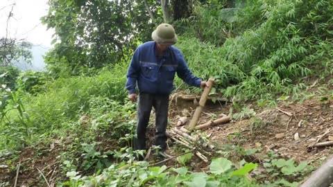 Life-Risking Challenge! Man Harvests Honey Bare-Handed at the Top of a Tree!