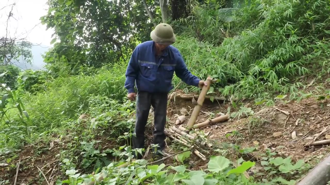 Life-Risking Challenge! Man Harvests Honey Bare-Handed at the Top of a Tree!