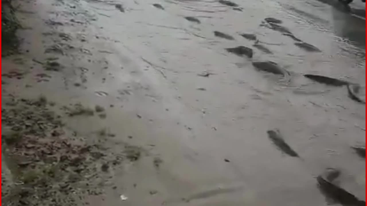 Nagaur Roads Flooded With Fish After Ponds Overflow in Rajasthan