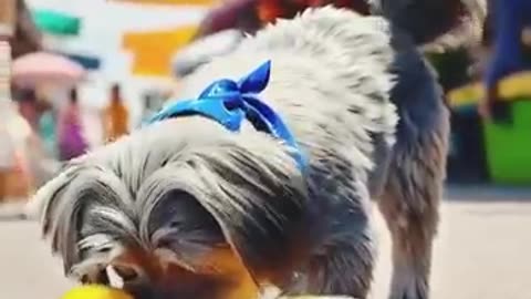 doggy