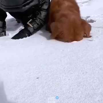 The Funny Animals 🤣😂 #funnyanimals #animals #pets #shorts