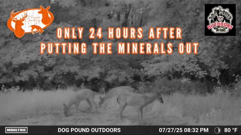 GAME CHANGER! FORGET GENETICS LLC MINERALS & ATTRACTANT! #shorts #shortsfeed #deer