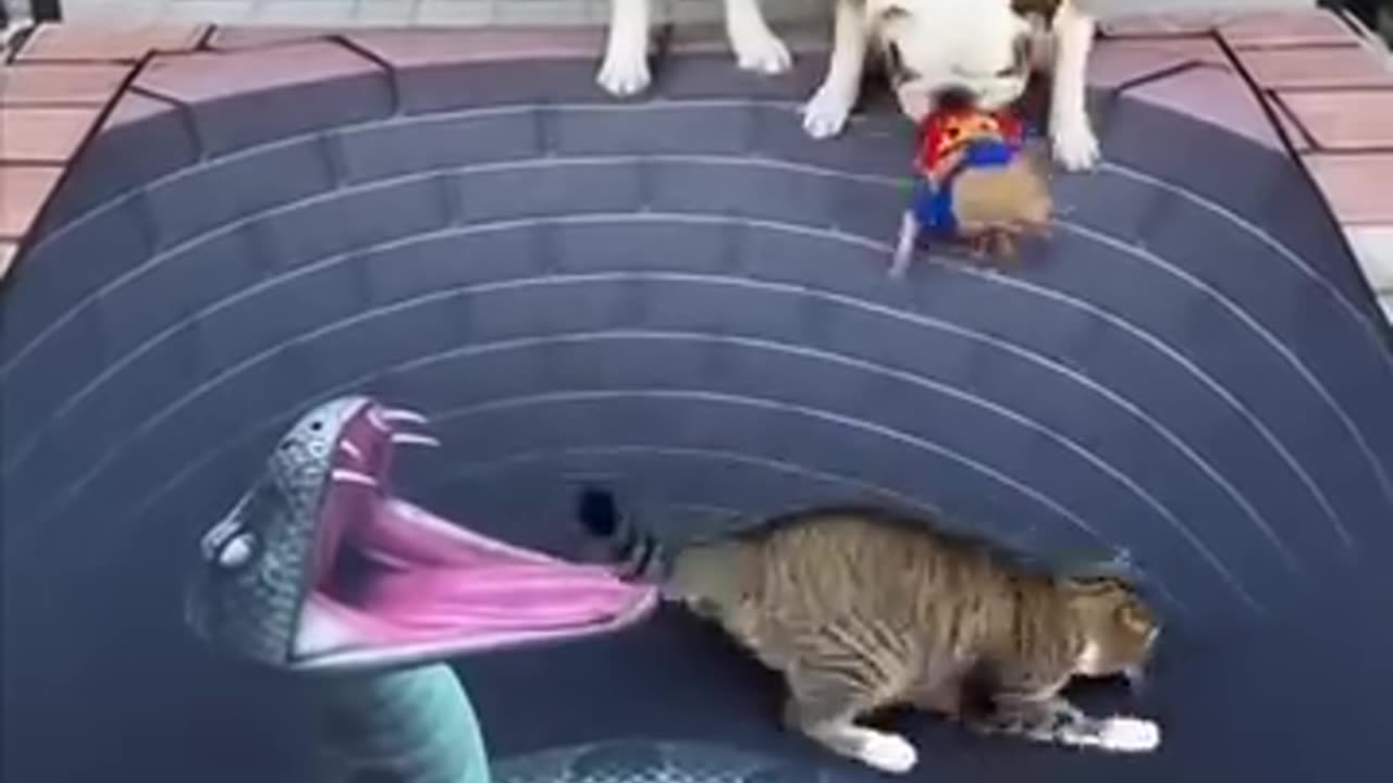 Funny videos of cat 😂