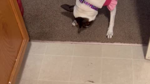 Princess and the fly