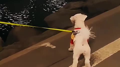 Dogs Getting Scared… But It’s Adorably Funny! 🐶 #funnypets #funny #cutespets #petvideos #dog