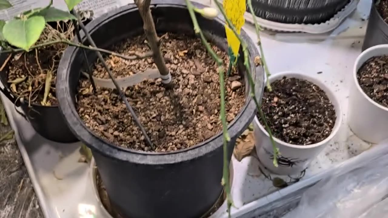 How I Keep My Lemon Tree Alive During The Cold Montana Winter