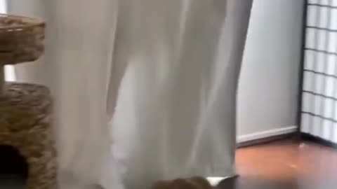 Dogs and cats funny videos🤣🤣