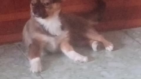 Baby dogs
