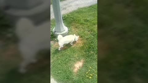 dog