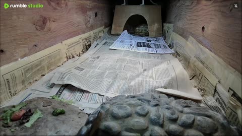 Shelly The Tortoise!