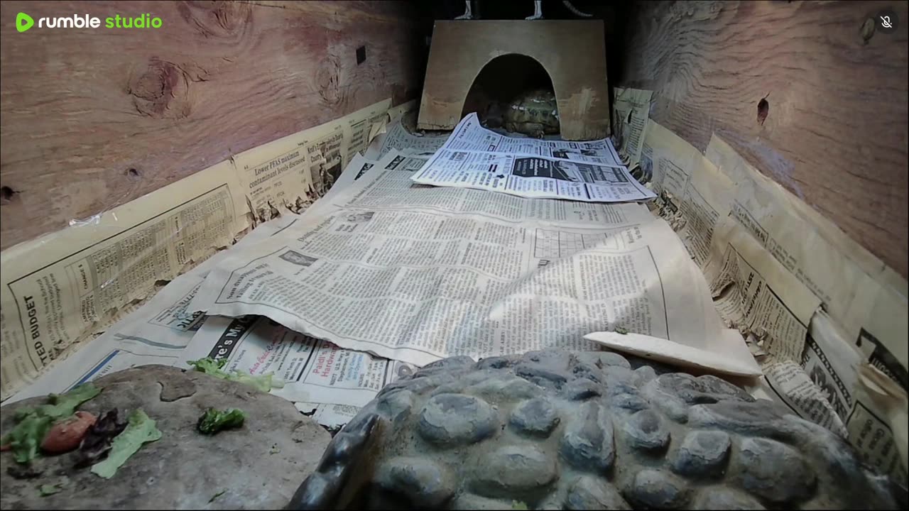 Shelly The Tortoise!