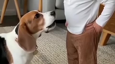 Kids Playing with Dogs and Cats | Cute Baby & Pet Friendship Moments 🐶🐱