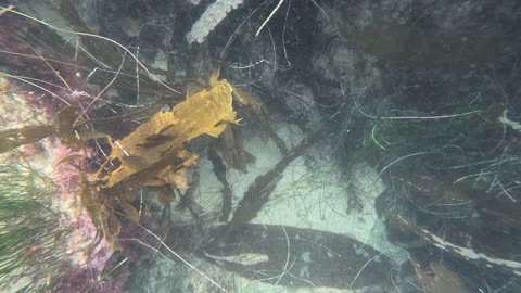 SURPRISED how many FISH are here! #4K Views #animals #fish #underwater San Diego