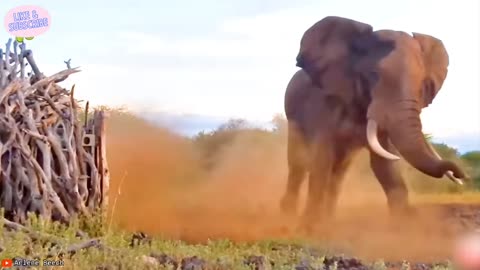 When Animals Face Off Against the Wrong Foe | #1