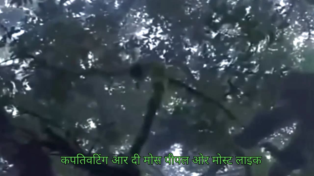 An unknown, hidden creature